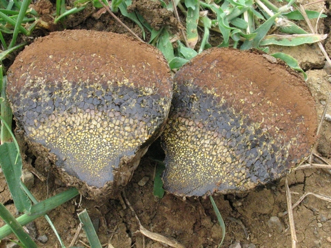 Pisolithus arrhizus